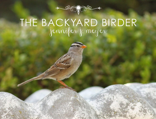 J.J. Meyer The Backyard Birder